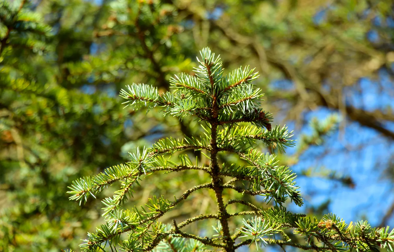 Photo wallpaper green, plant, spruce, twig