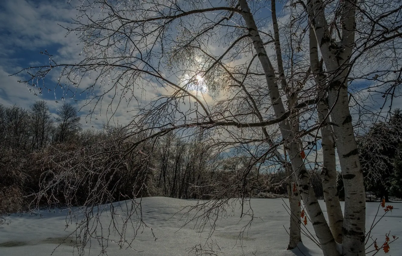 Photo wallpaper winter, forest, trees, the evening