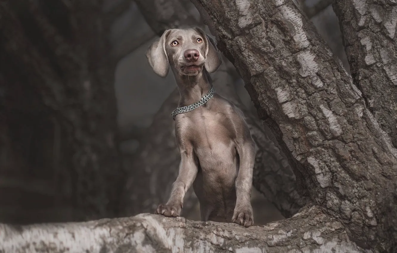 Photo wallpaper look, face, nature, pose, the dark background, grey, tree, dog