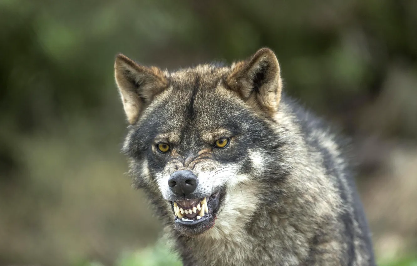 Photo wallpaper wolf, predator, fangs, grin, bokeh