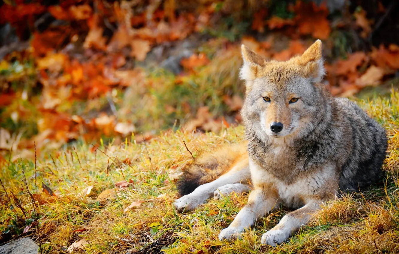 Photo wallpaper nature, background, wolf