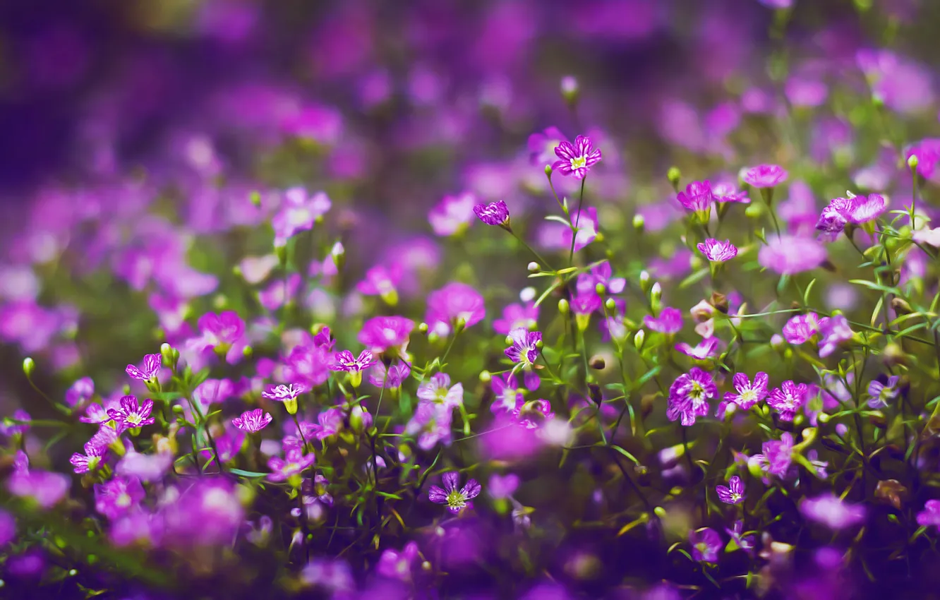 Photo wallpaper macro, pink flowers, Botanical garden