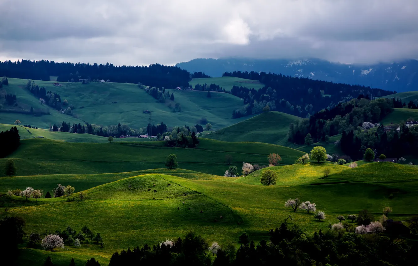 Photo wallpaper forest, trees, hills, spring, flowering