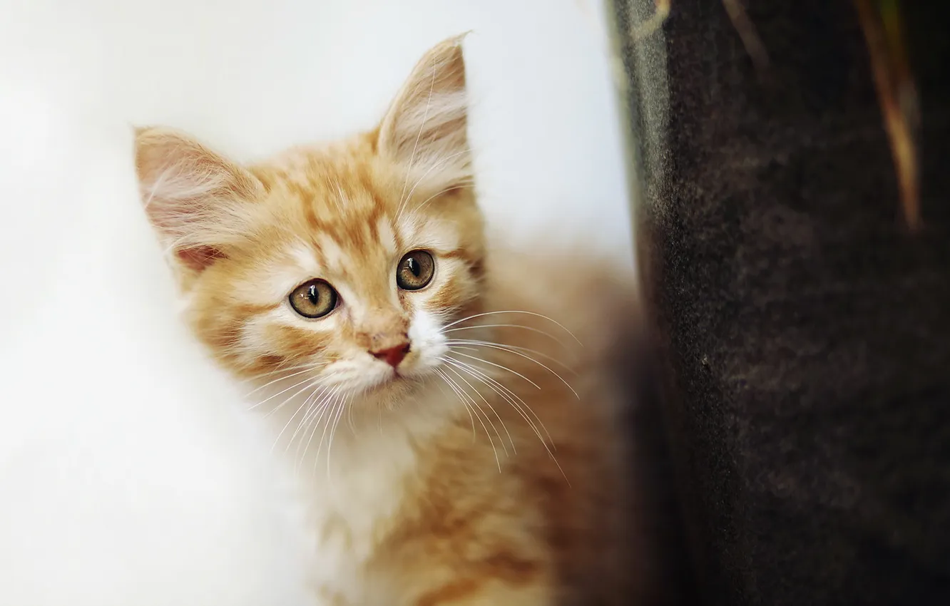 Photo wallpaper cat, look, background