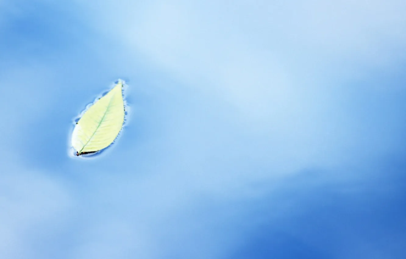 Photo wallpaper leaves, water, yellow