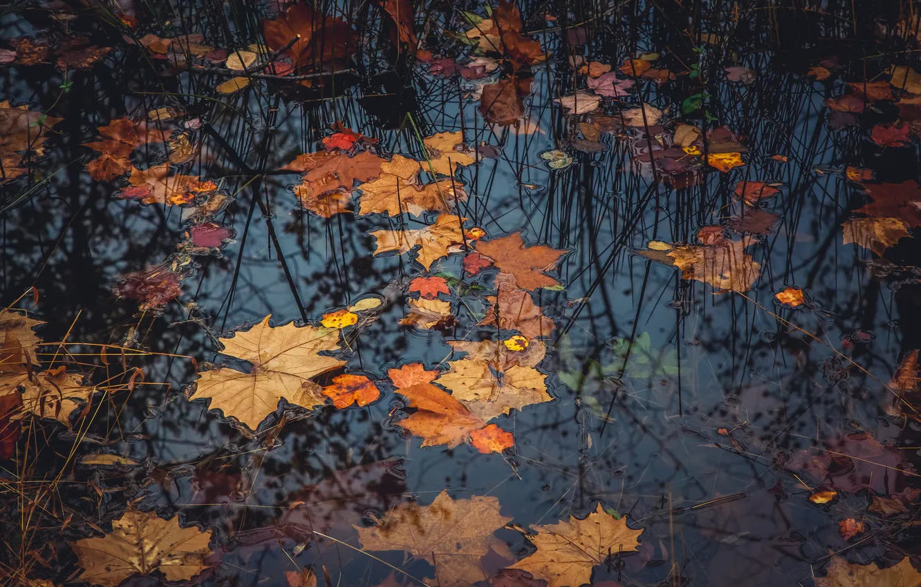 Photo wallpaper autumn, leaves, nature