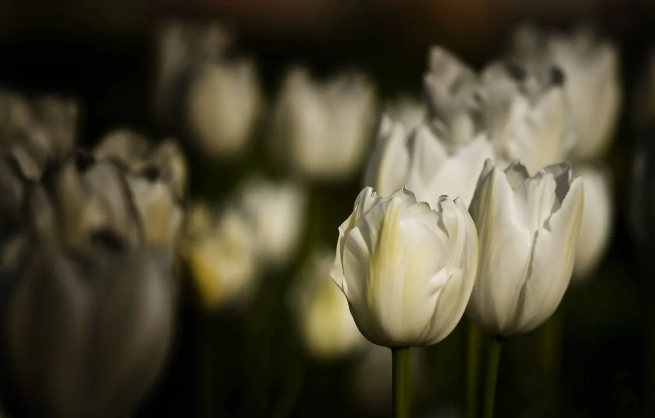 Photo wallpaper field, flowers, tulips, white, klumba