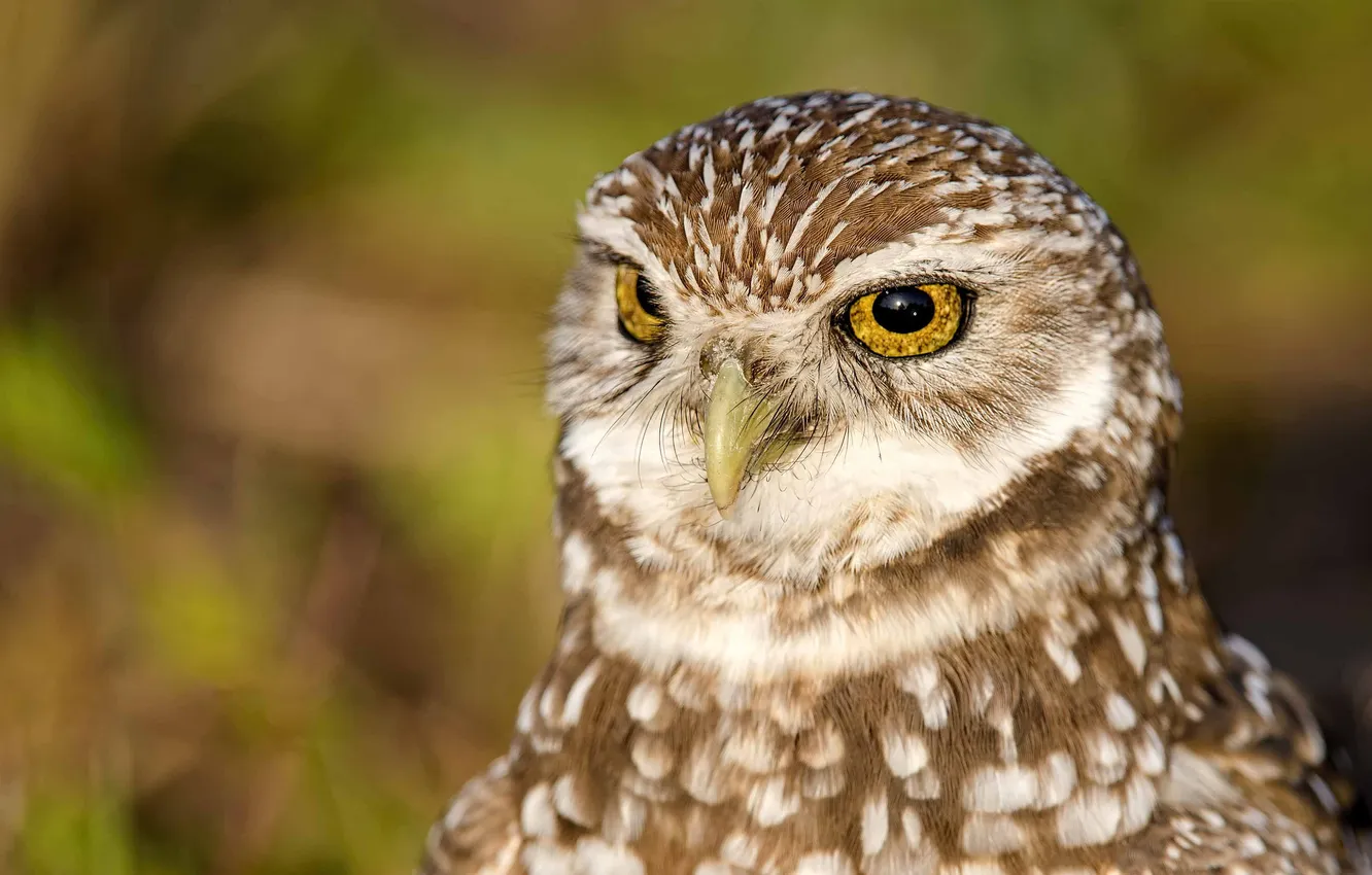 Photo wallpaper owl, bird, head, tail