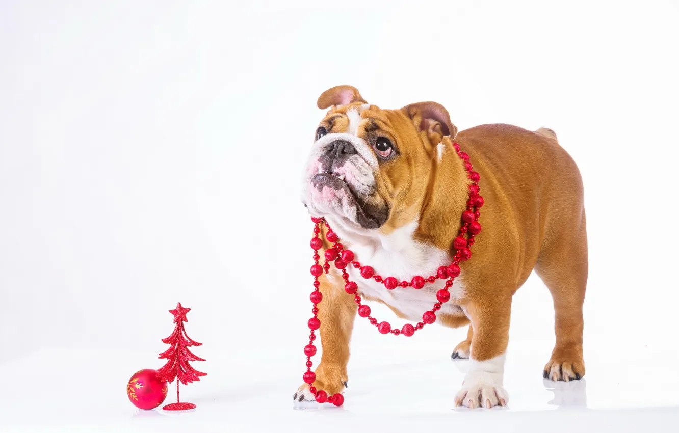 Photo wallpaper look, each, dog