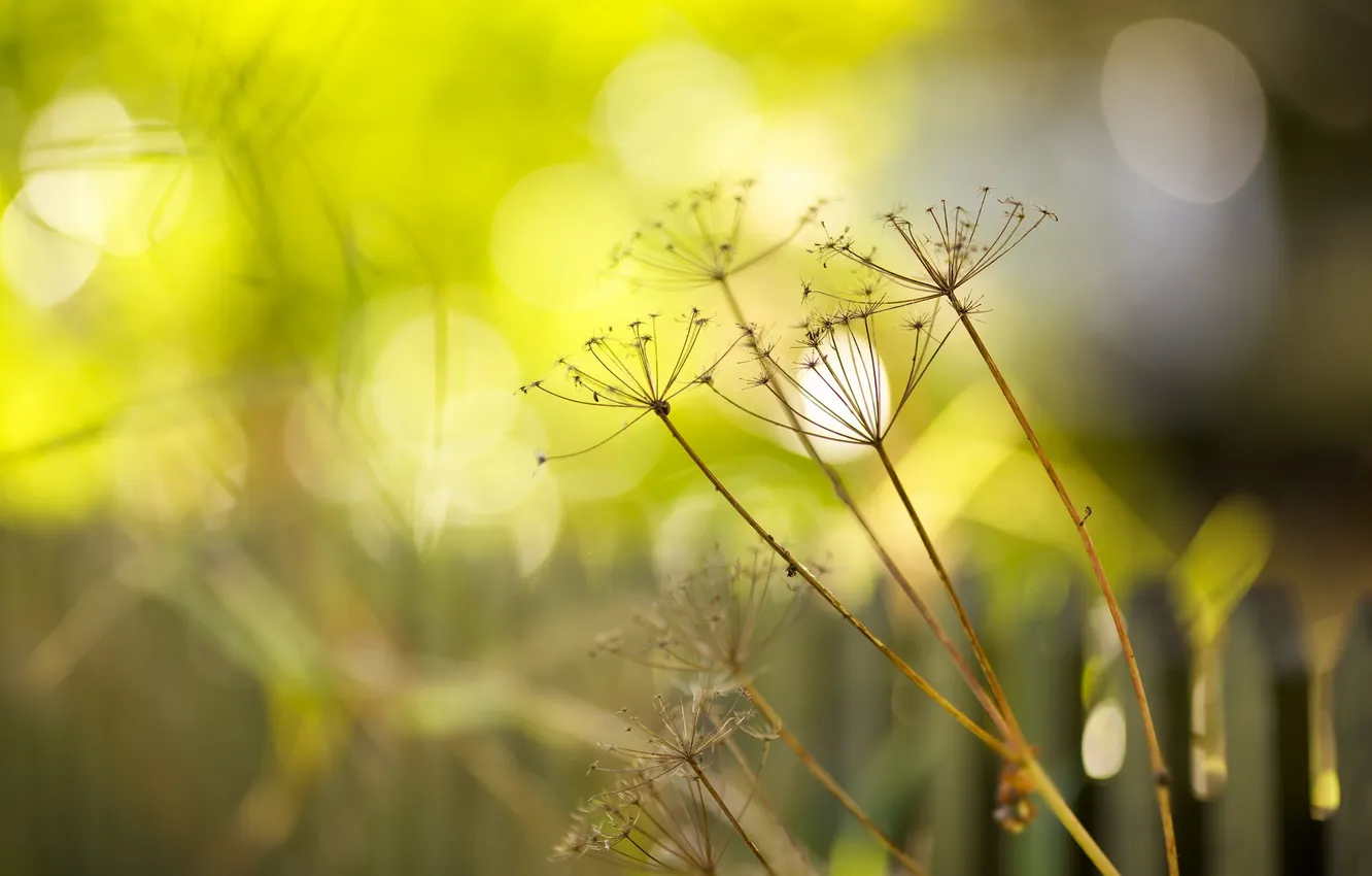 Photo wallpaper grass, light, nature