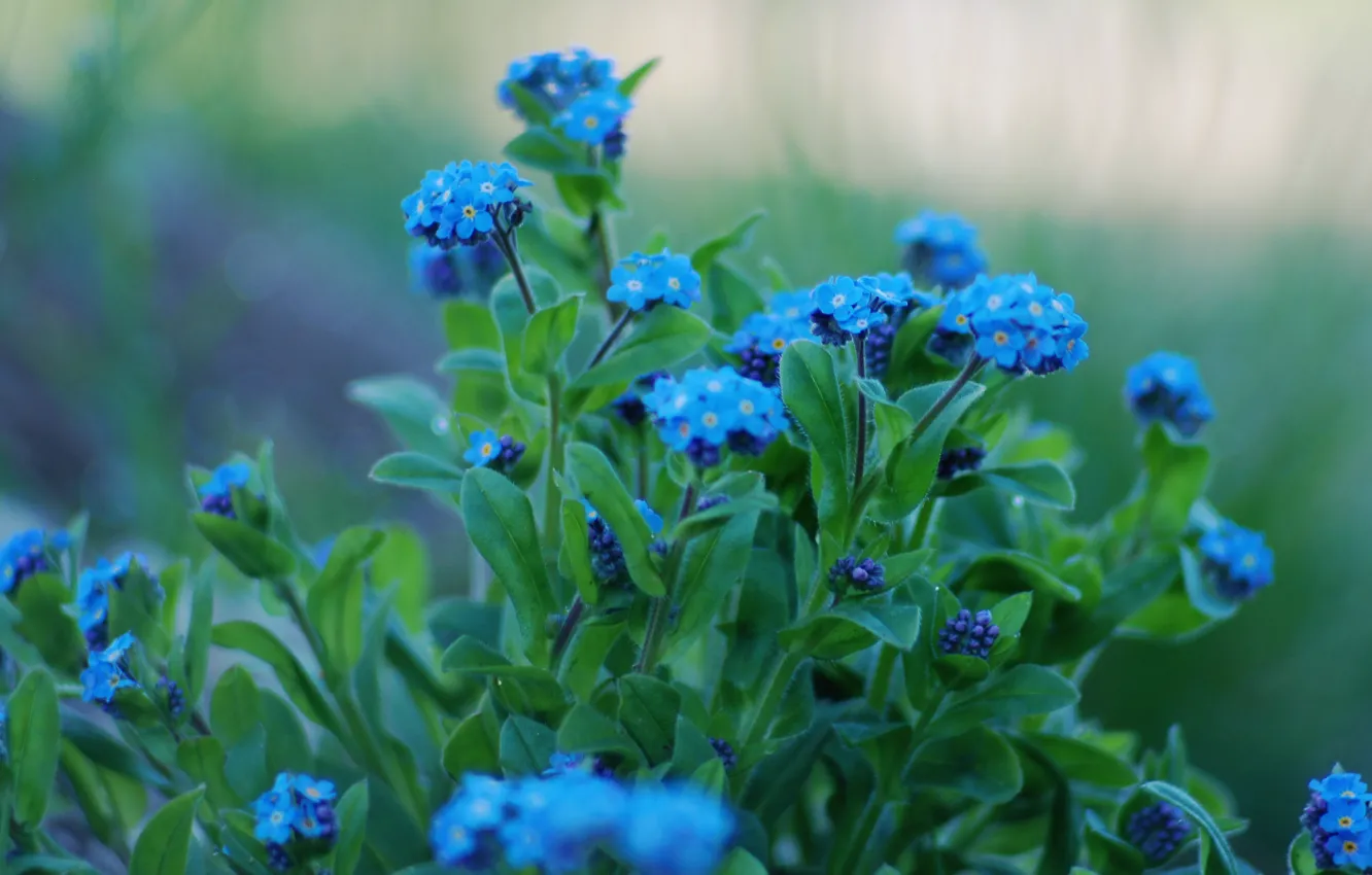 Photo wallpaper leaves, flowers, blue, petals, green, forget-me-nots