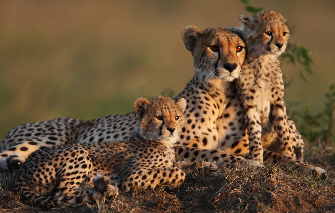 Photo wallpaper Cheetah, cub, mom