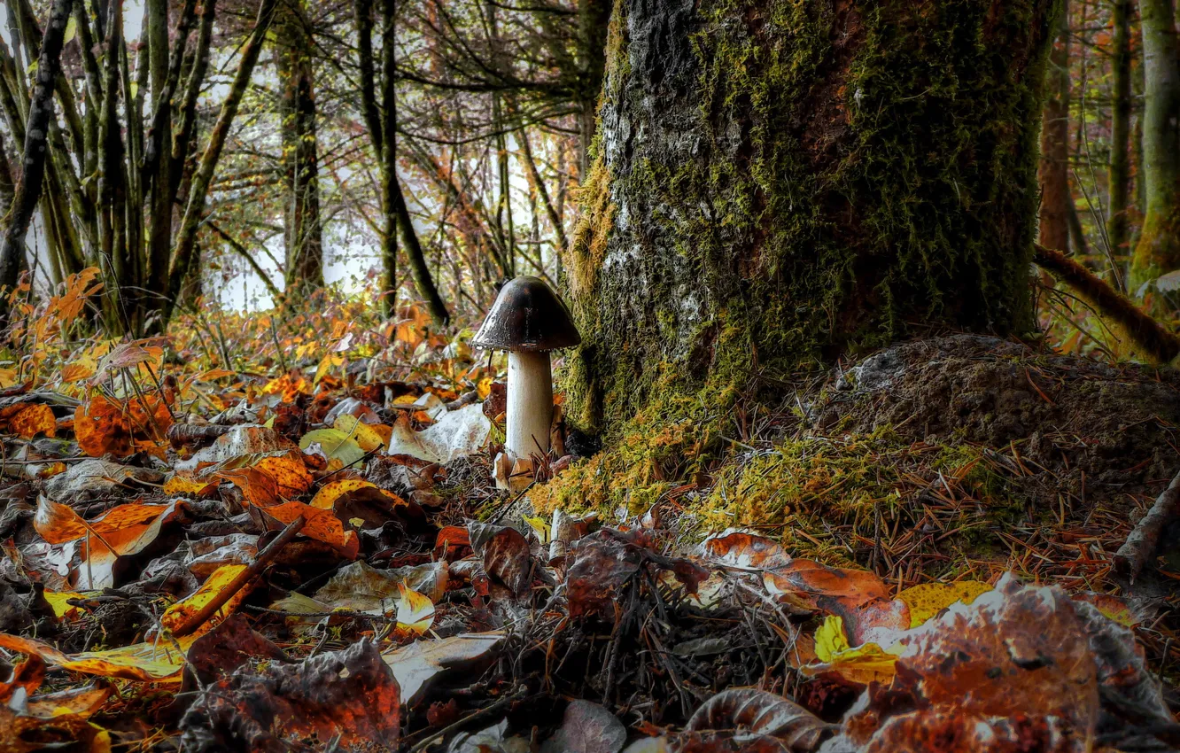 Photo wallpaper forest, leaves, nature, mushroom