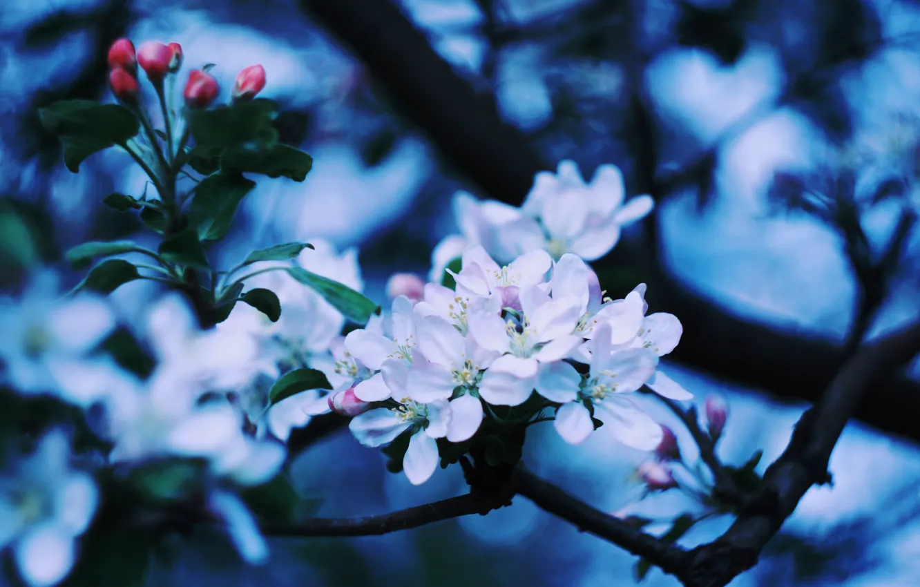Photo wallpaper Apple, Apple blossom, blooming Apple tree, branch of Apple