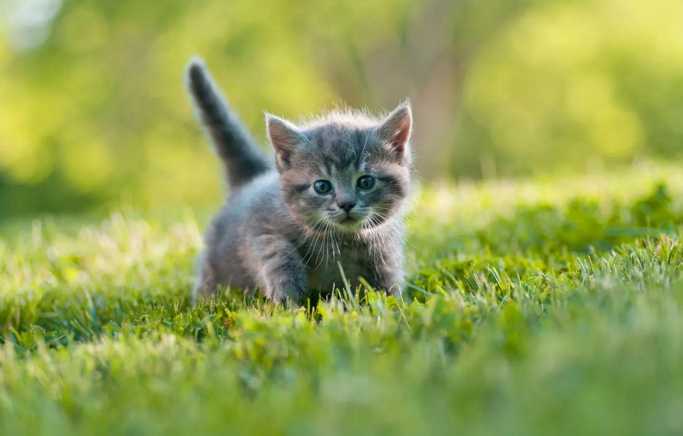 Photo wallpaper grass, grey, glade, walk, kitty