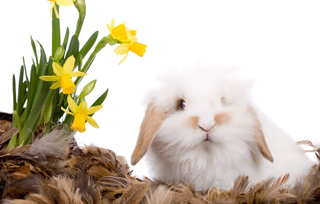 Photo wallpaper flowers, feathers, rabbit, daffodils