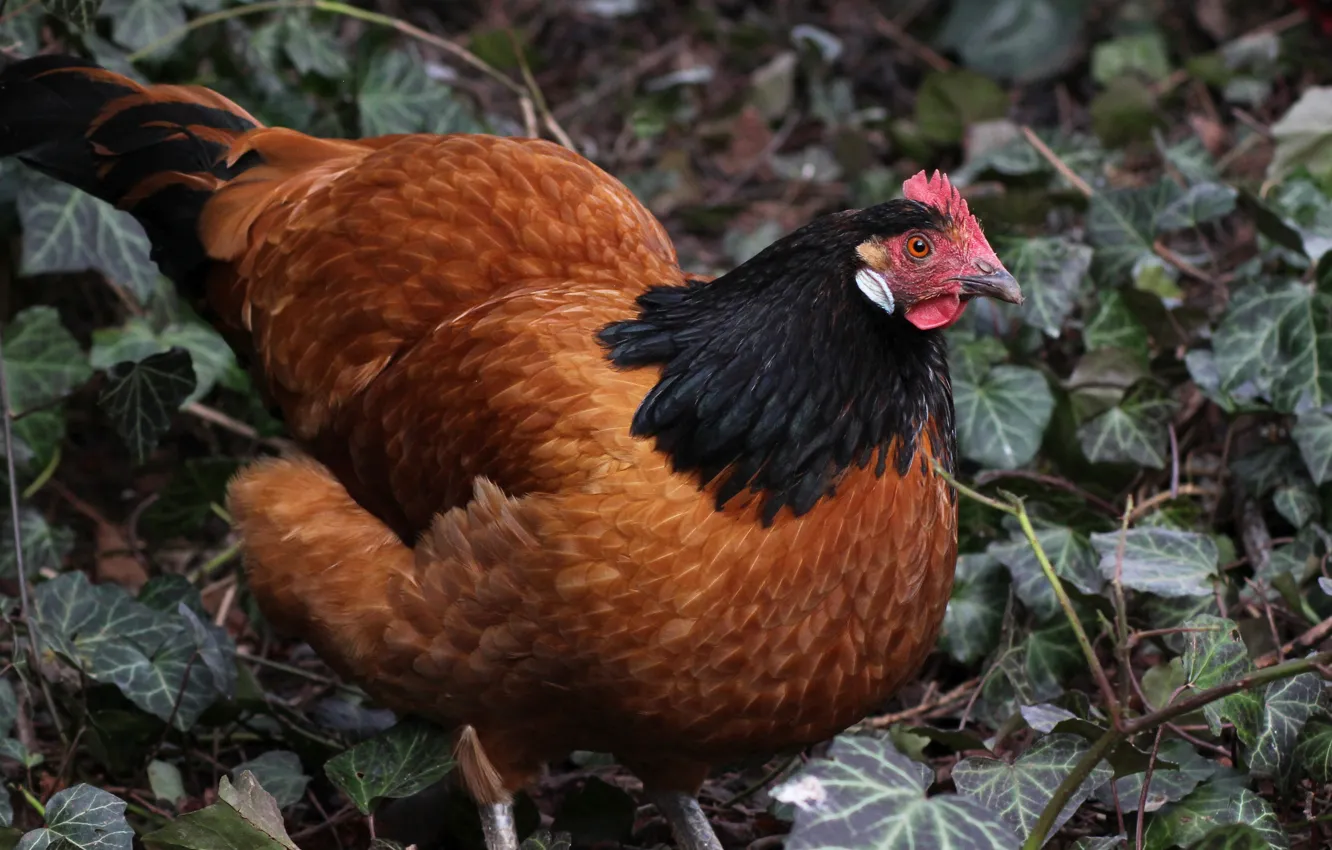 Photo wallpaper bird, glade, chicken, red