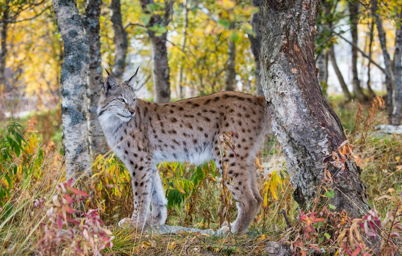 Photo wallpaper autumn, forest, predator, lynx