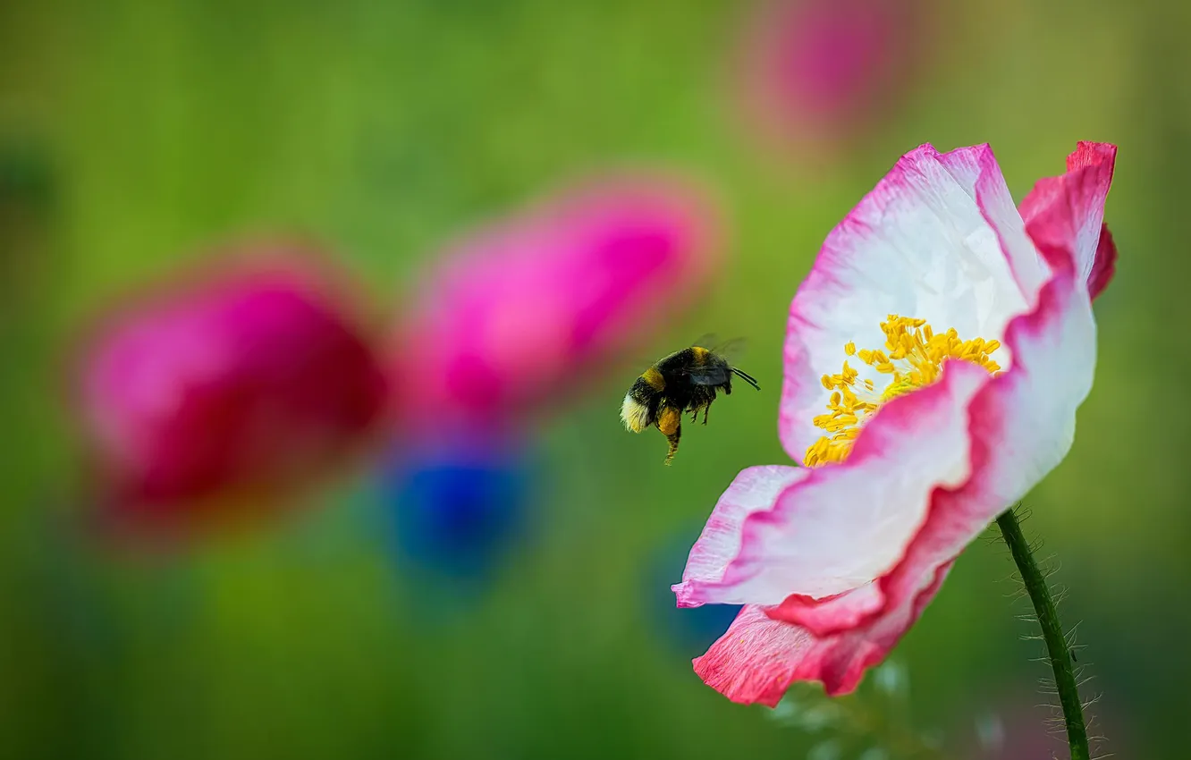 Photo wallpaper flowers, Mac, bumblebee, buds
