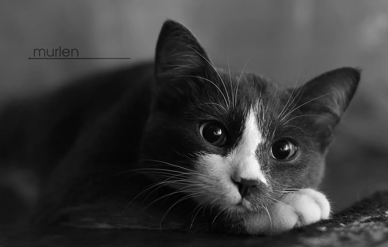 Photo wallpaper cat, cats, mood, cat, murlen, mourlin