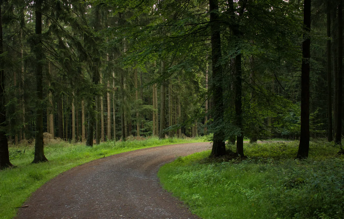 Photo wallpaper greens, forest, trees, green, track, forest, trees, nature