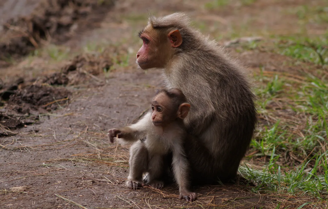 Photo wallpaper monkey, pair, cub, mom