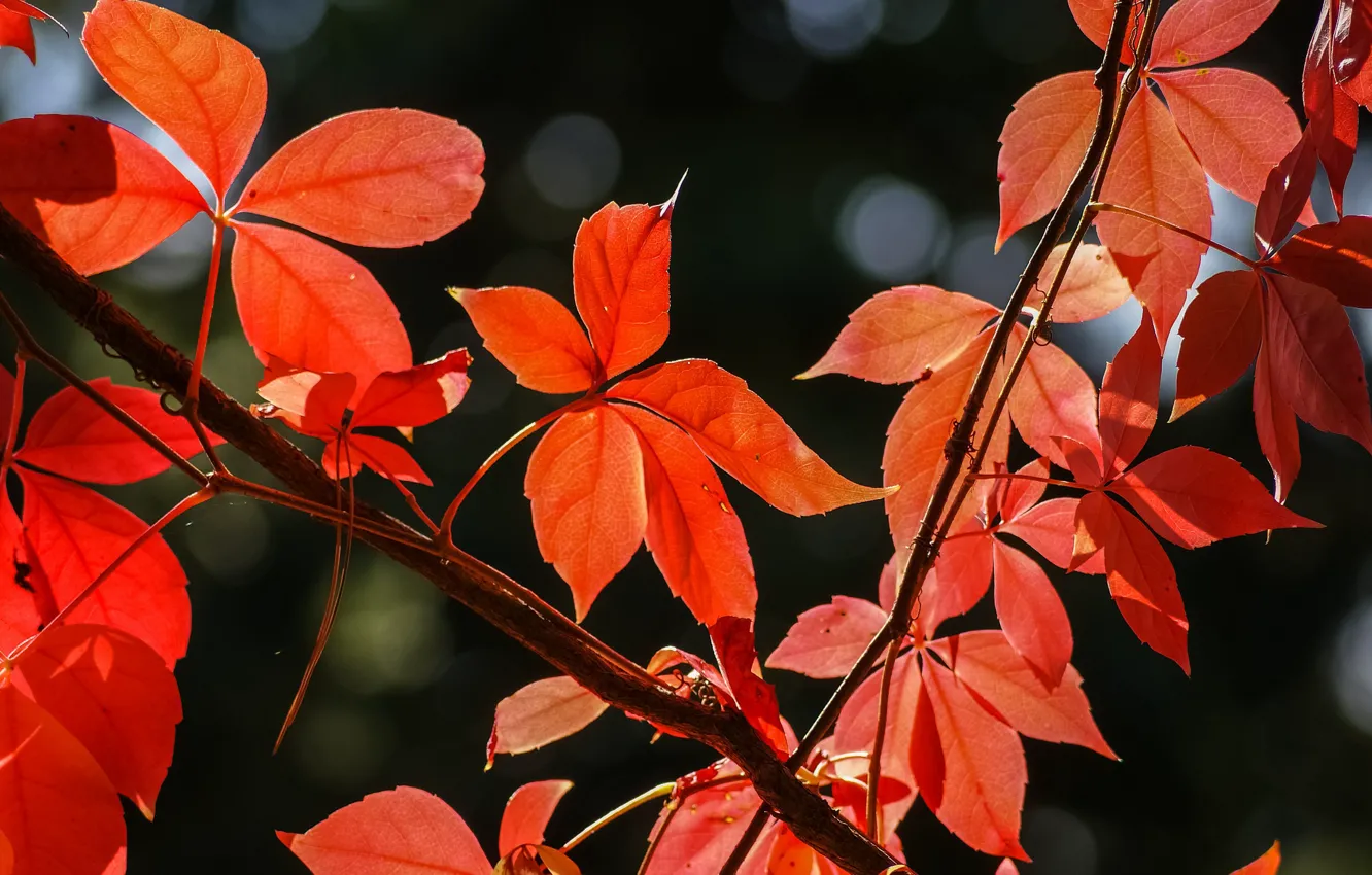 Photo wallpaper autumn, leaves, the crimson