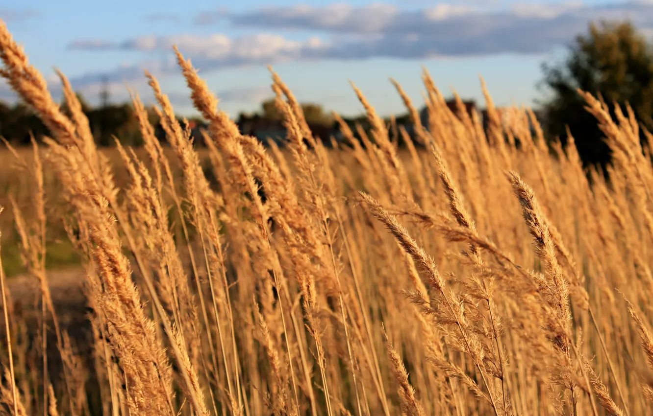 Photo wallpaper field, the sky, landscape, feather, Photographer Dmitry Shmatov