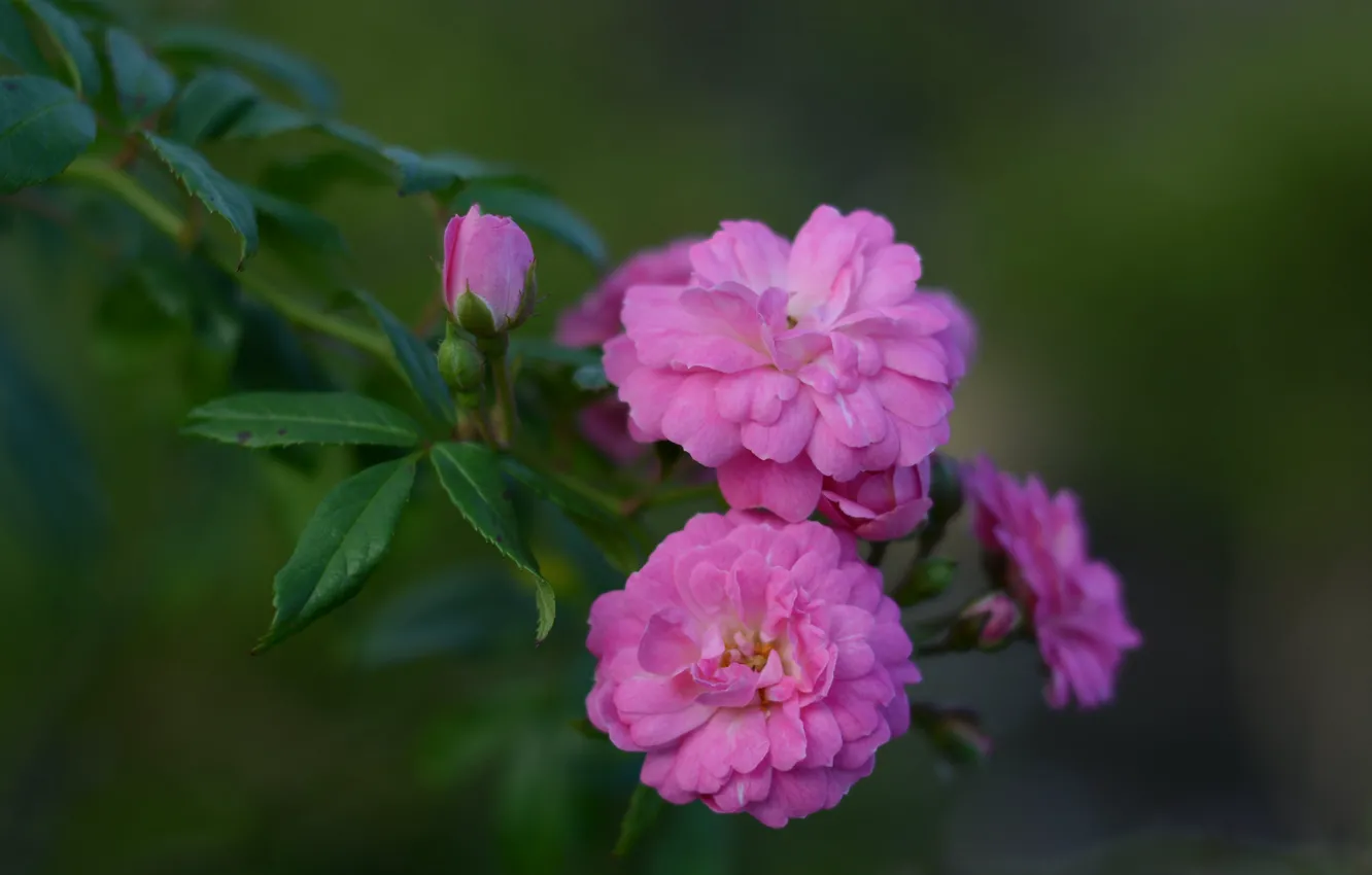 Photo wallpaper branches, roses, petals, buds, bokeh