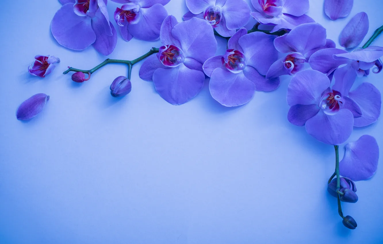 Photo wallpaper flowers, blue, background, Orchid, Maya Kruchenkova