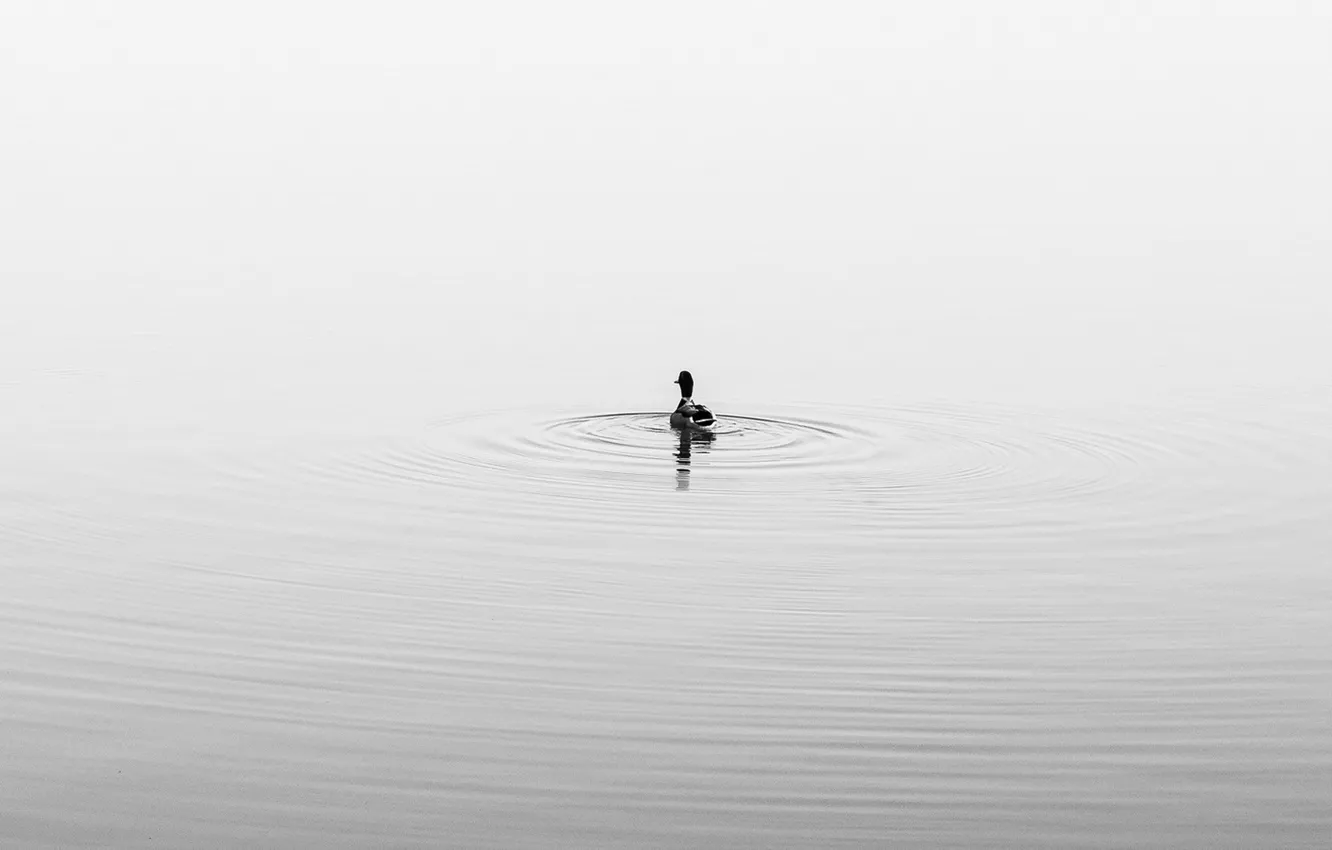 Photo wallpaper nature, lake, duck