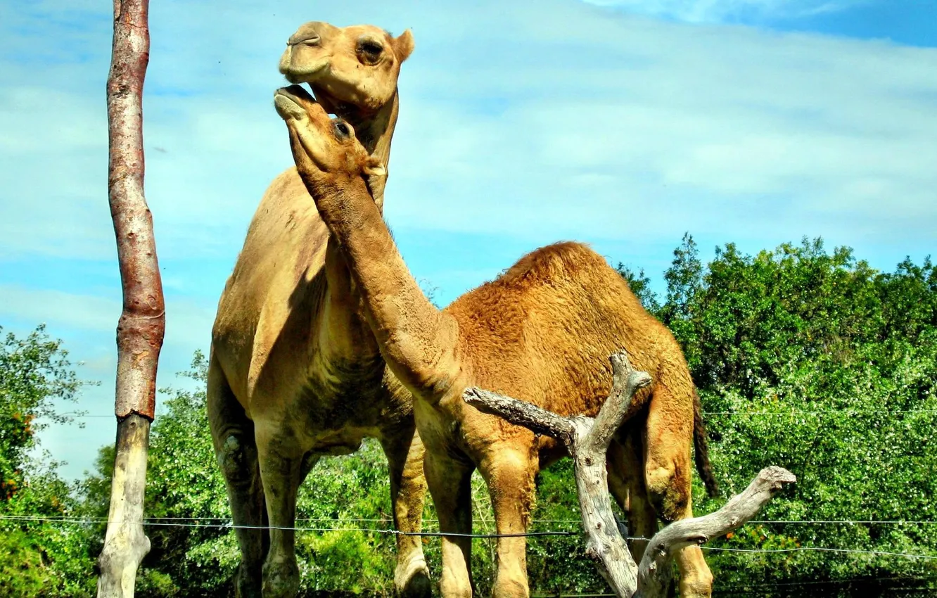 Photo wallpaper love, camel, pair