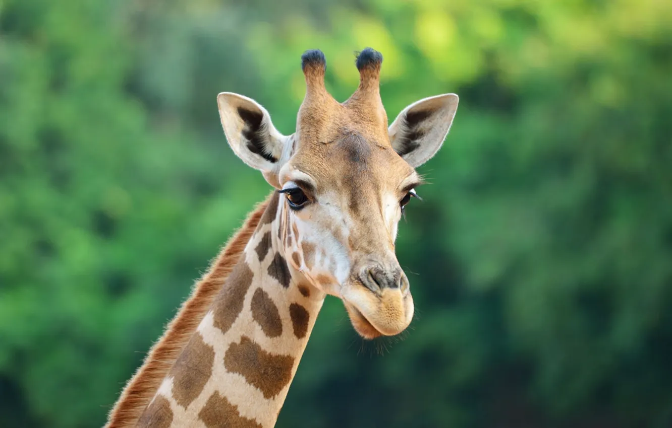 Photo wallpaper look, portrait, giraffe, face, green background, bokeh
