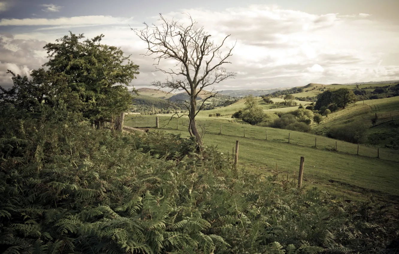 Photo wallpaper field, landscape, the fence