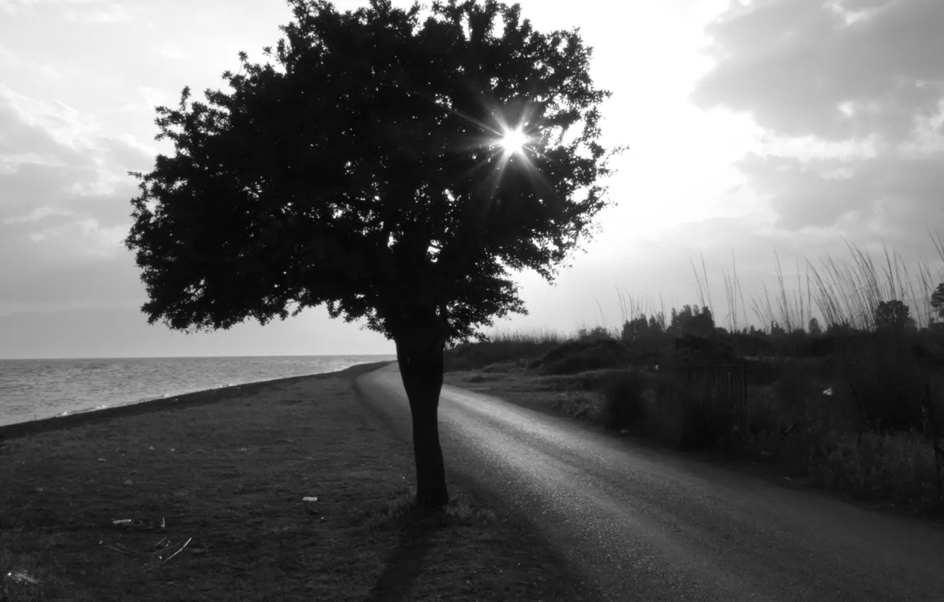 Photo wallpaper road, Tree, Black and white