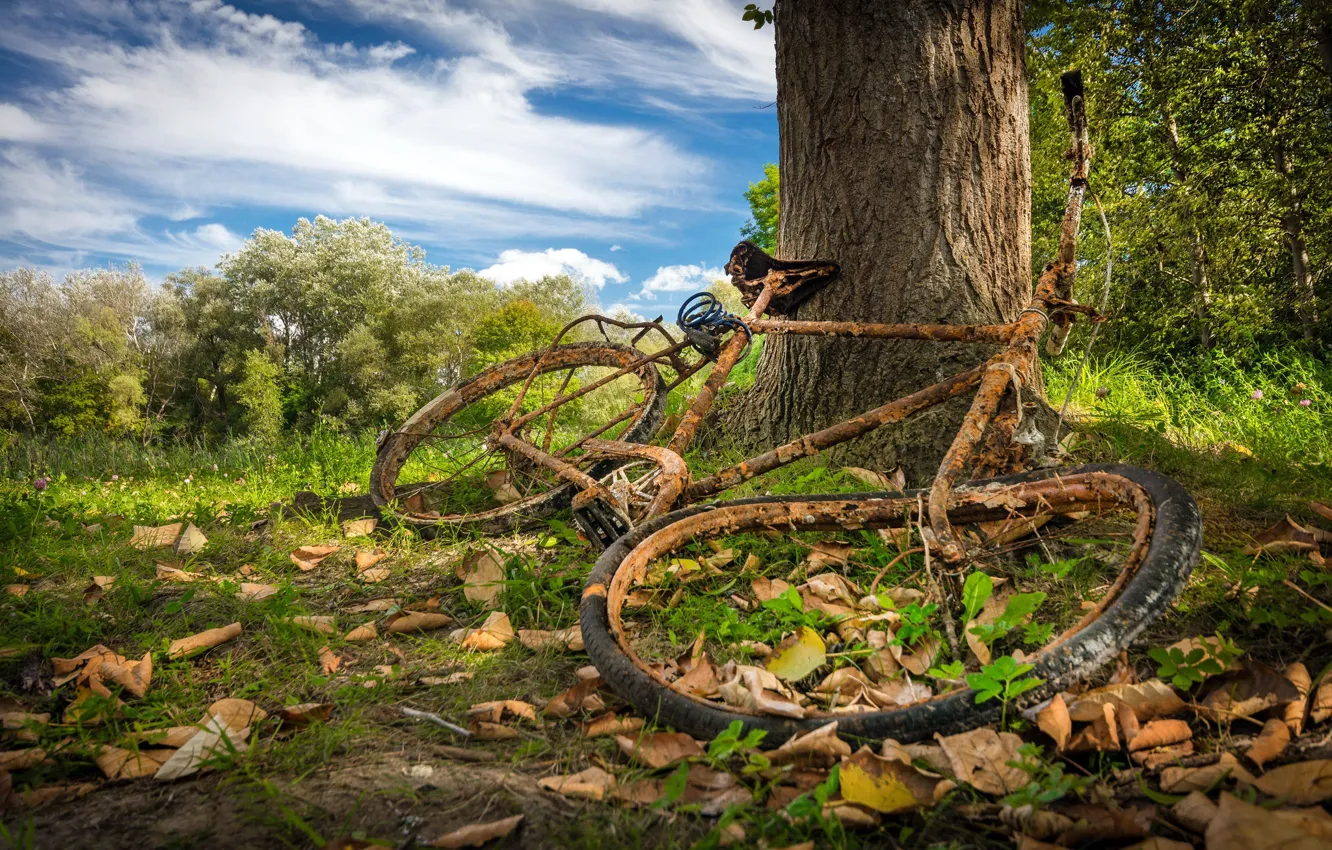 Photo wallpaper nature, bike, tree