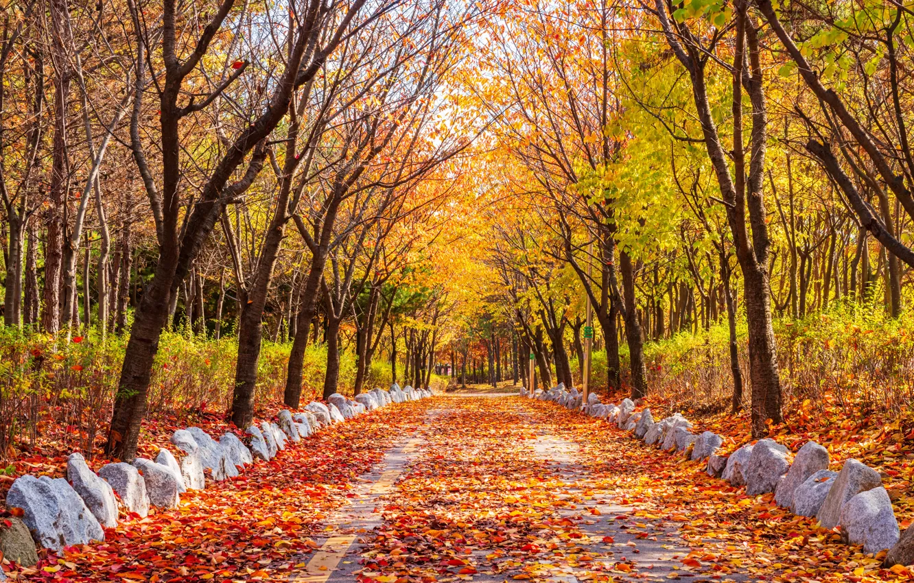Photo wallpaper road, autumn, leaves, trees, Park, road, nature, park