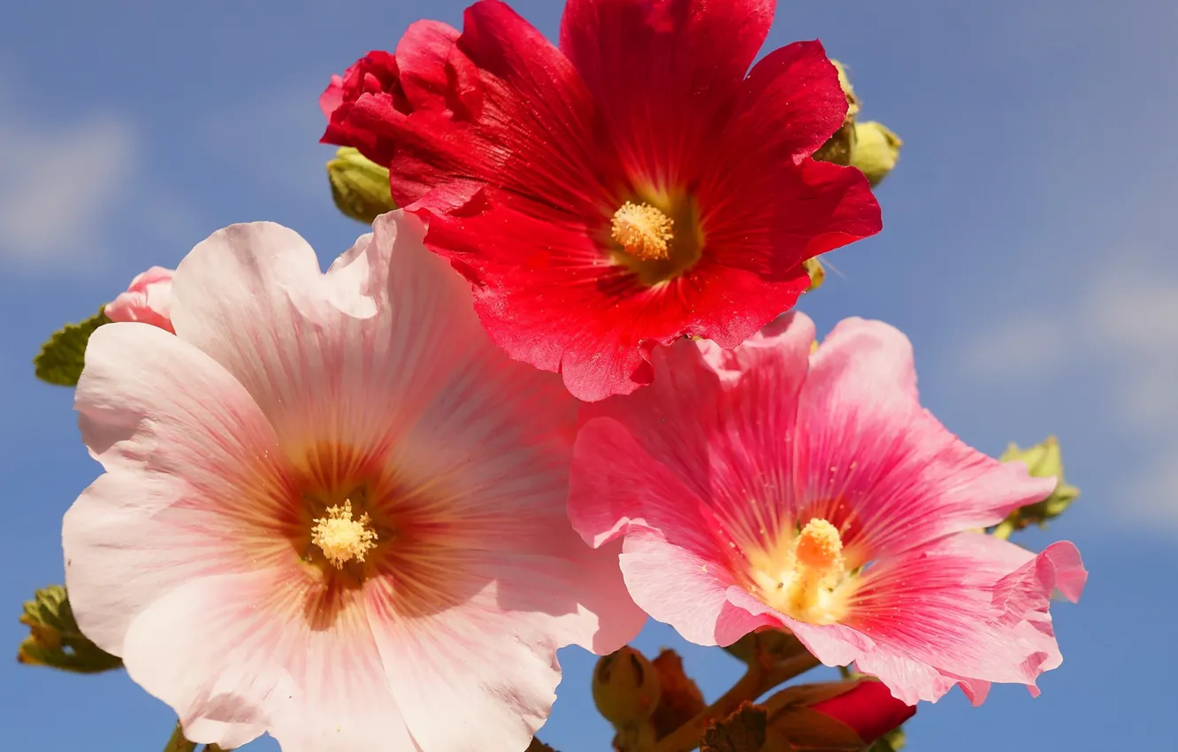 Photo wallpaper flower, garden, color, blooming, hollyhocks