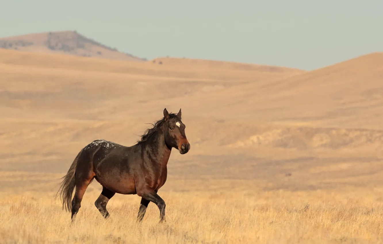 Photo wallpaper hills, horse, wildlife