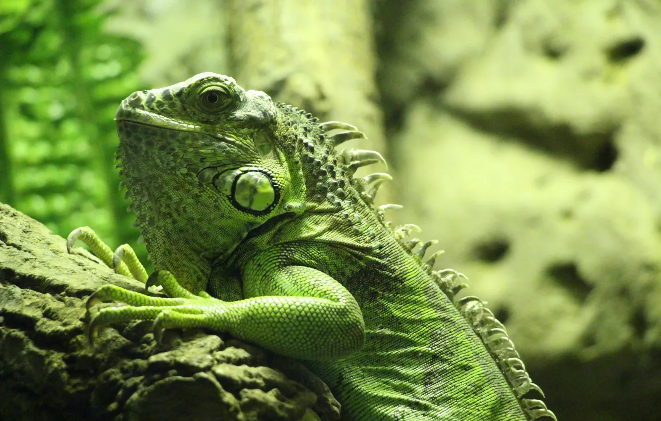 Photo wallpaper green, scales, lizard, iguana