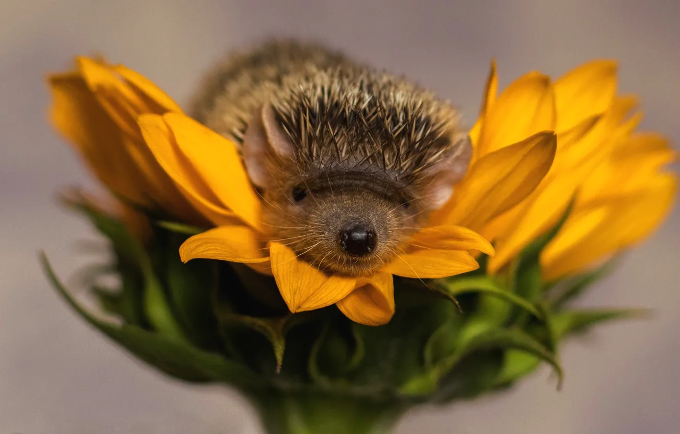 Photo wallpaper sunflowers, flowers, needles, yellow, background, petals, nose, barb