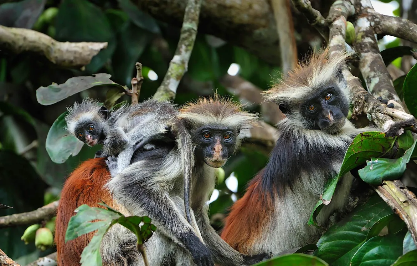 Photo wallpaper monkey, the primacy of, Tanzania, Zanzibar, colobus Kirk, red colobus
