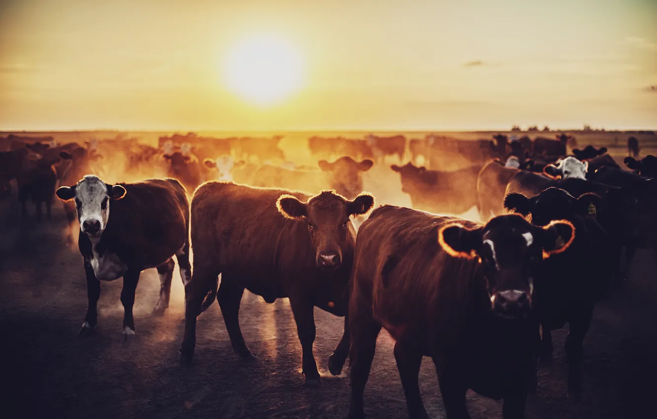 Photo wallpaper dawn, cows, the herd, calf, bull