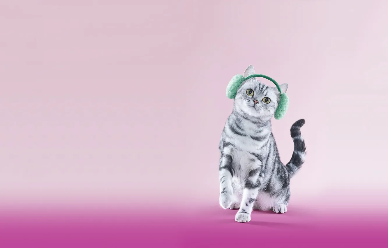 Photo wallpaper cat, cat, headphones, kitty, British, fur