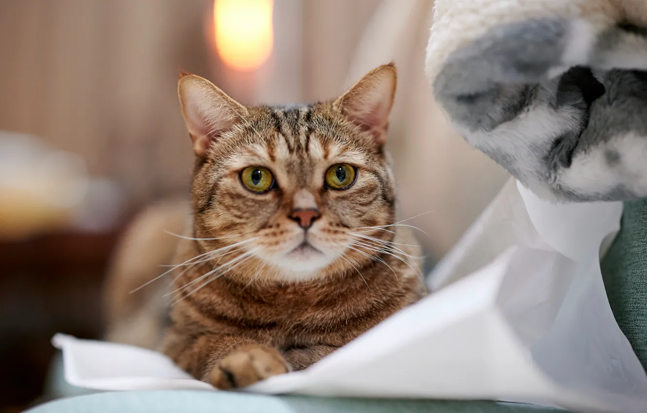 Photo wallpaper cat, cat, look, face, grey, sofa, lies, blanket