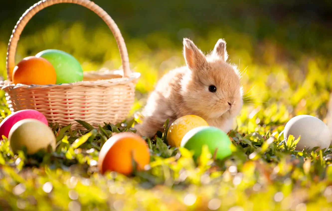 Photo wallpaper grass, light, glade, eggs, spring, rabbit, red, Easter