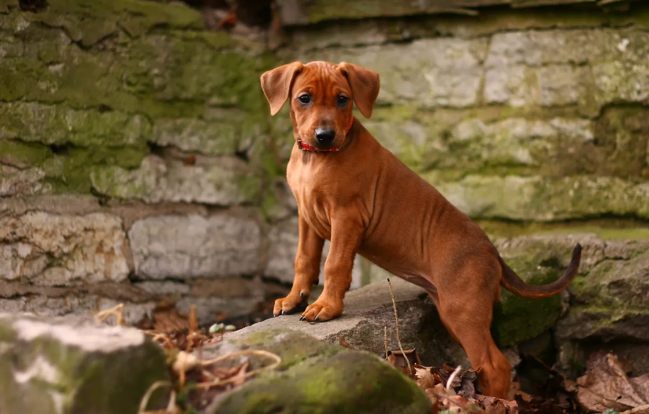 Photo wallpaper dog, puppy, The German Pinscher