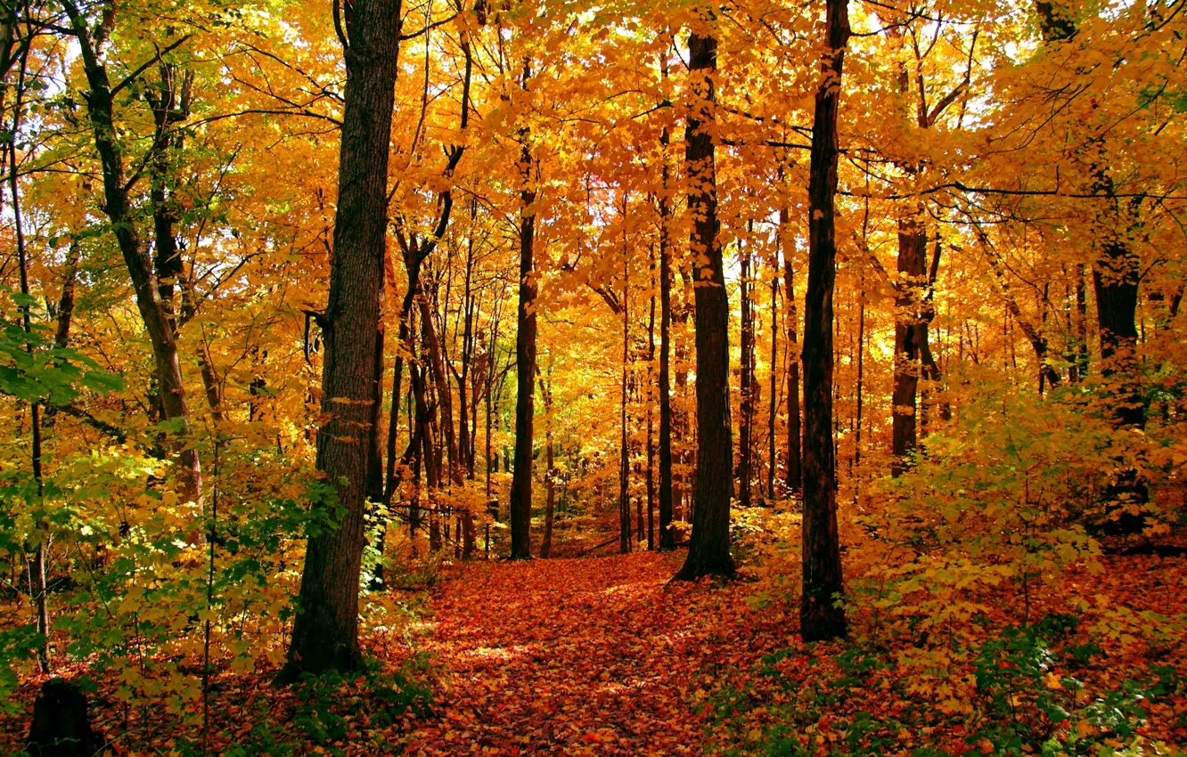 Photo wallpaper autumn, forest, leaves, trees, yellow, path
