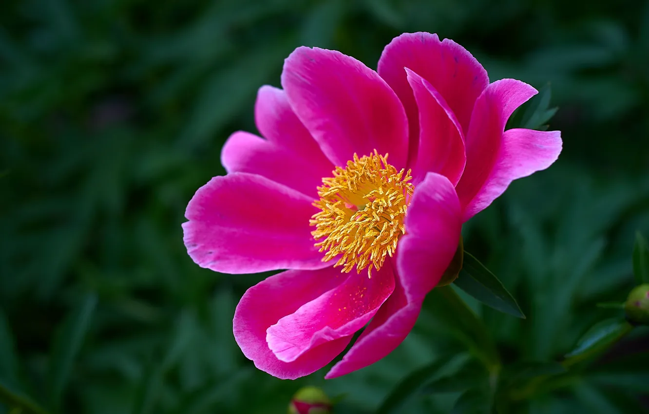 Photo wallpaper flower, macro, pink, spring, peony