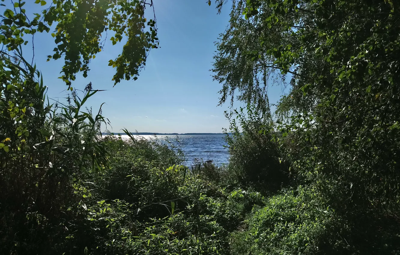 Photo wallpaper wave, summer, trees, river, the wind, shore